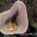 scorpionfish_tasseled_khp_lan_h_0485_tha5125.jpg